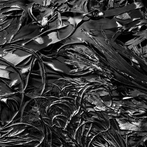 Nature Study #1 | Limited Edition | Patrick Donald