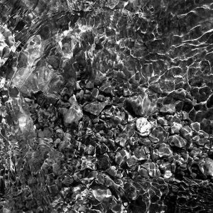 Nature Study #3 | Limited Edition | Patrick Donald