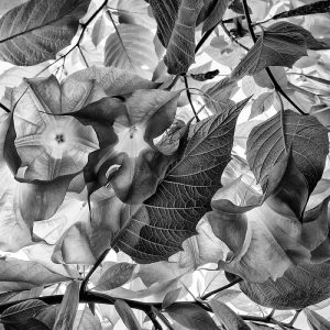 Foliage | Acrylic Finish | Patrick Donald