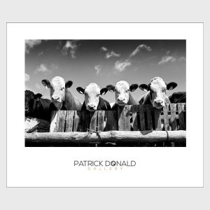 Curious Cows | Poster | Patrick Donald