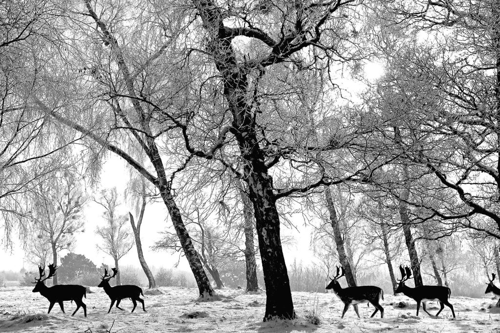 Delivery Dates for a Happy Christmas