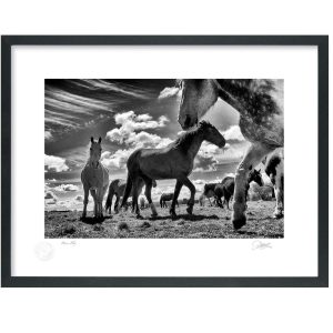 Horses Play in Wicklow | Signature Print | Patrick Donald