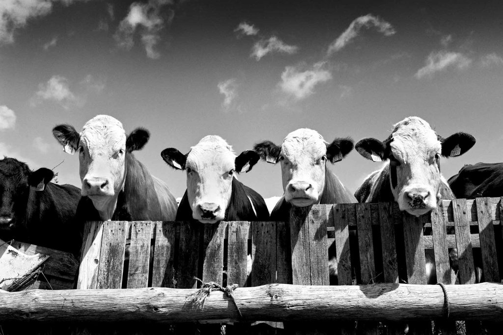 Animals of Ireland Photography