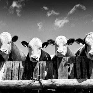 Curious Cows | Acrylic Finish | Patrick Donald Curious Cows | Acrylic Finish | Patrick Donald