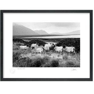 Mayo Sheep, Achill | Signature Print | Patrick Donald