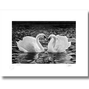 Swan Lake | Signature Print | Patrick Donald