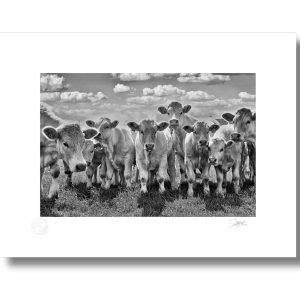 Curious Calves | Signature Print | Patrick Donald