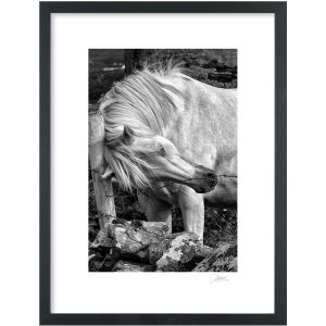 Connemara Pony, Galway | Signature Print | Patrick Donald
