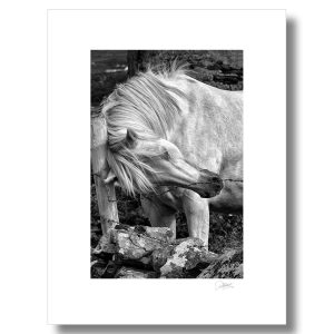 Connemara Pony, Galway | Signature Print | Patrick Donald