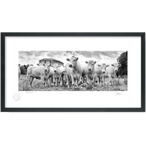 Inquisitive Cows | Signature Print | Patrick Donald