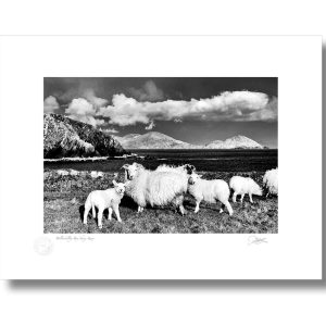 Ballinskelligs Bay Sheep, Kerry | Signature Print | Patrick Donald