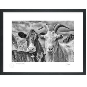 ‘Heres looking at you Kid’ | Signature Print | Patrick Donald