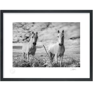 Connemara Horses | Signature Print | Patrick Donald