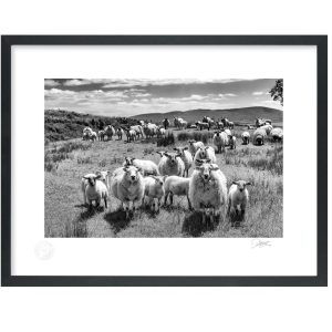 West Cork Sheep | Signature Print | Patrick Donald