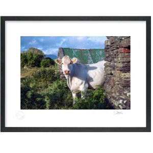 Curious Cork Cow | Signature Print | Patrick Donald