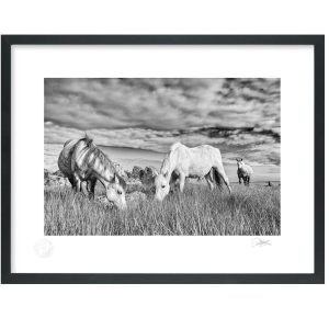 Connemara Grazing | Signature Print | Patrick Donald