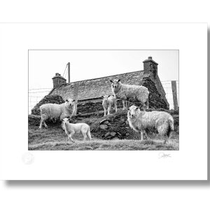 Dursey Island Sheep | Signature Print | Patrick Donald