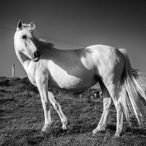 Don’t Look Back in Anger | Patrick Donald Don’t Look Back in Anger | Patrick Donald