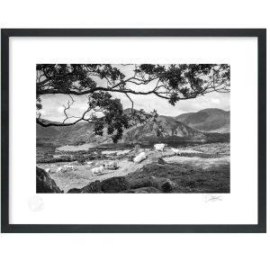 Healy Pass Sheep, West Cork | Signature Print | Patrick Donald