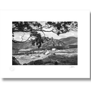 Healy Pass Sheep, West Cork | Signature Print | Patrick Donald