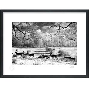 Phoenix Park Dublin 2010 | Signature Print | Patrick Donald