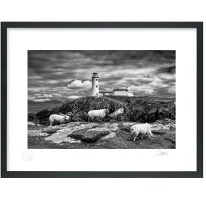Fanad Lighthouse Sheep | Signature Print | Patrick Donald