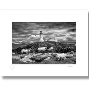 Fanad Lighthouse Sheep | Signature Print | Patrick Donald