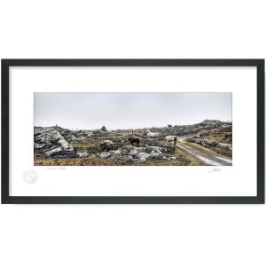 Connemara Horses | Patrick Donald Original Signed Photograph | Patrick Donald