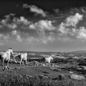 The Road To Freedom | Limited Edition | Patrick Donald The Road To Freedom | Limited Edition | Patrick Donald