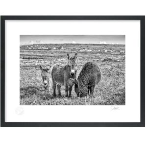 Aran Island Donkey’s | Signature Print | Patrick Donald