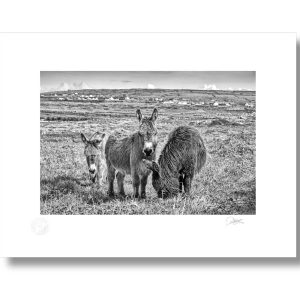 Aran Island Donkey’s | Signature Print | Patrick Donald