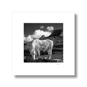 White Horse of Aran | Signature Print | Patrick Donald