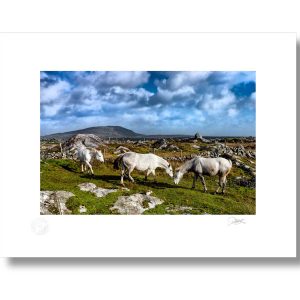 Connemara Horses | Signature Print | Patrick Donald