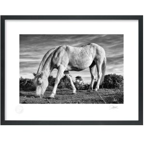 Connemara Lifeforce | Signature Print | Patrick Donald