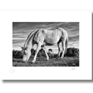 Connemara Lifeforce | Signature Print | Patrick Donald