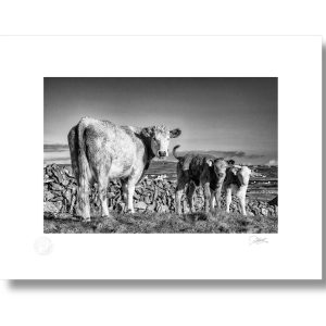 Aran Cow and Calf | Signature Print | Patrick Donald