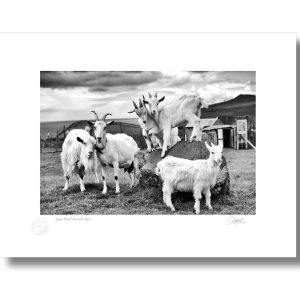 Goats, Co Kerry | Signature Print | Patrick Donald