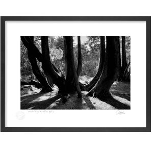 Woodstock, Inistioge, Co Kilkenny | Photograph | Patrick Donald Woodstock, Inistioge, Co Kilkenny | Photograph | Patrick Donald