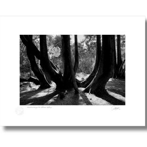 Woodstock, Inistioge, Co Kilkenny | Photograph | Patrick Donald Woodstock, Inistioge, Co Kilkenny | Photograph | Patrick Donald