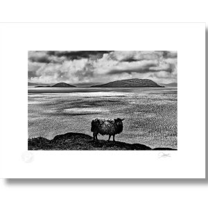 Ballinskelligs Black Sheep | Signature Print | Patrick Donald