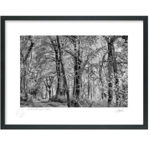 Woodstock Walk, Inistioge, Kilkenny | Photograph | Patrick Donald