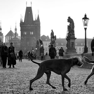 Dogs on Charles Bridge | Limited Edition | Patrick Donald Dogs on Charles Bridge | Limited Edition | Patrick Donald