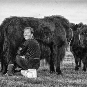 Milking Yak, Mongolia | Limited Edition | Patrick Donald Milking Yak, Mongolia | Limited Edition | Patrick Donald