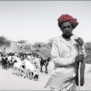 Goat Herder, Rajasthan, India | Limited Edition | Patrick Donald