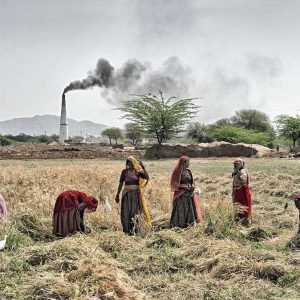 Harvesting, Rajasthan, India | Limited Edition | Patrick Donald
