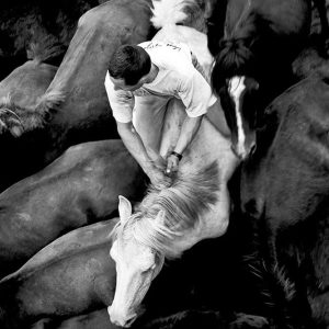 Wild Horses | Limited Edition | Patrick Donald Wild Horses | Limited Edition | Patrick Donald