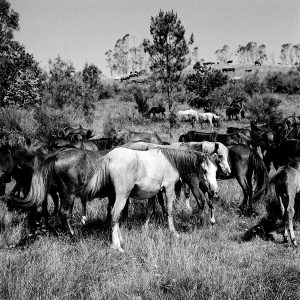 Wild Horses Galicia Spain | Limited Edition | Patrick Donald Wild Horses Galicia Spain | Limited Edition | Patrick Donald
