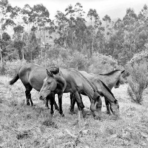 Horse Movement Study | Limited Edition | Patrick Donald Horse Movement Study | Limited Edition | Patrick Donald