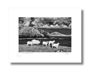 Sheep Photography